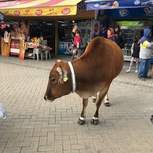 Meet your Posher, Edison